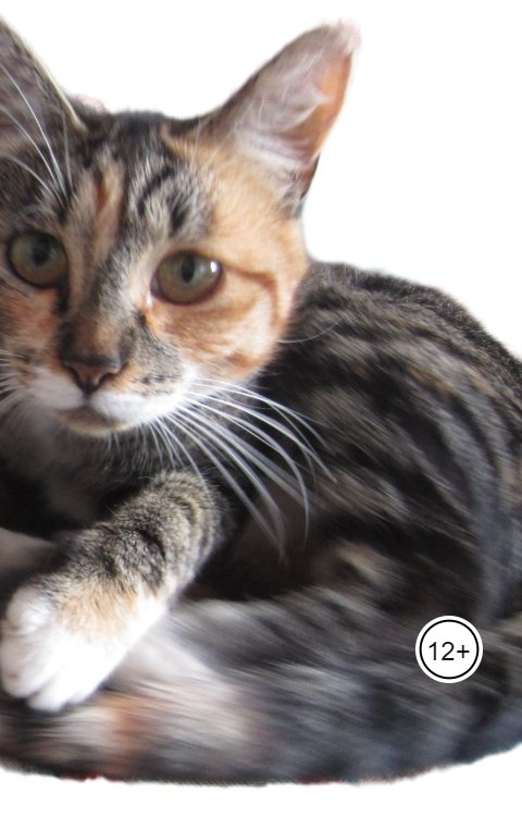 Похождения кота Матвея